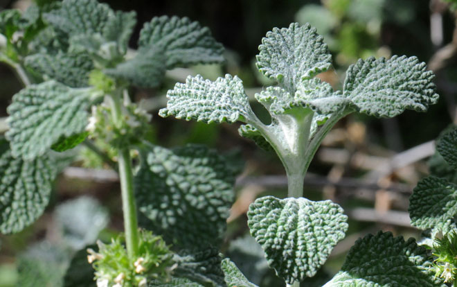 Marrubium vulgare, White Horehound